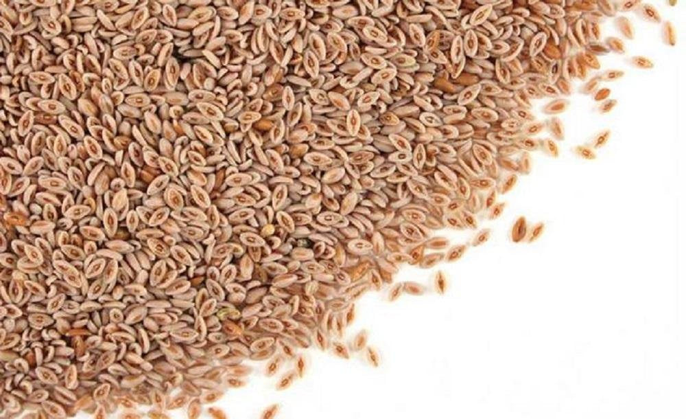 Psyllium Seed Husk Whole 1 lb T979