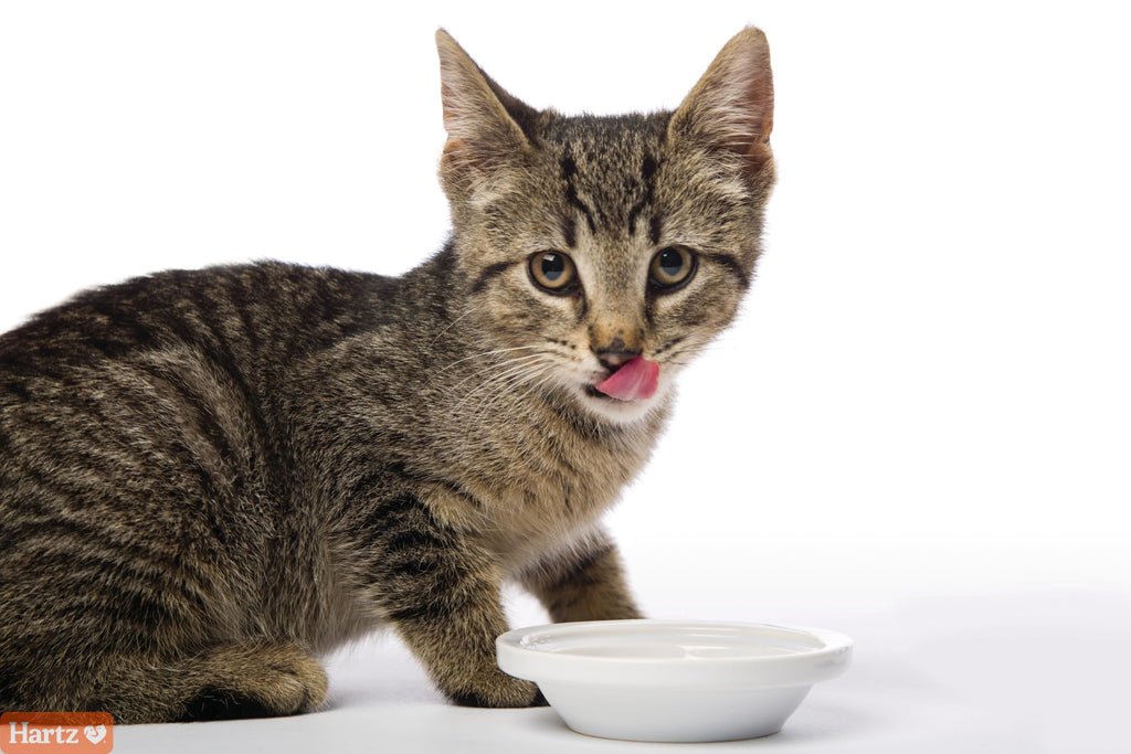 Salmon Flavored Hairball Remedy Paste for Cats and Kittens, 2.5 Ounce (Pack of 2) X6369