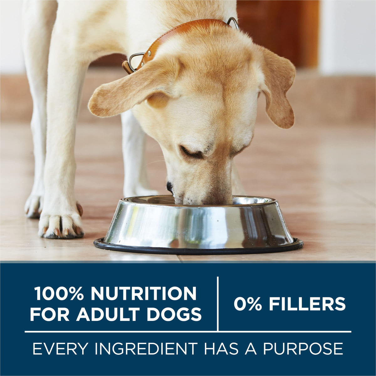 Adult Large Breed Dry Dog Food Chicken 40 lb Bag A762704