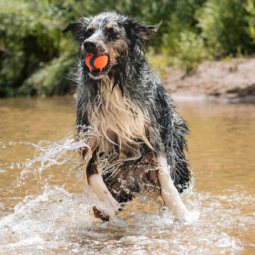 Large Floating Dog Fetch Toy X6652