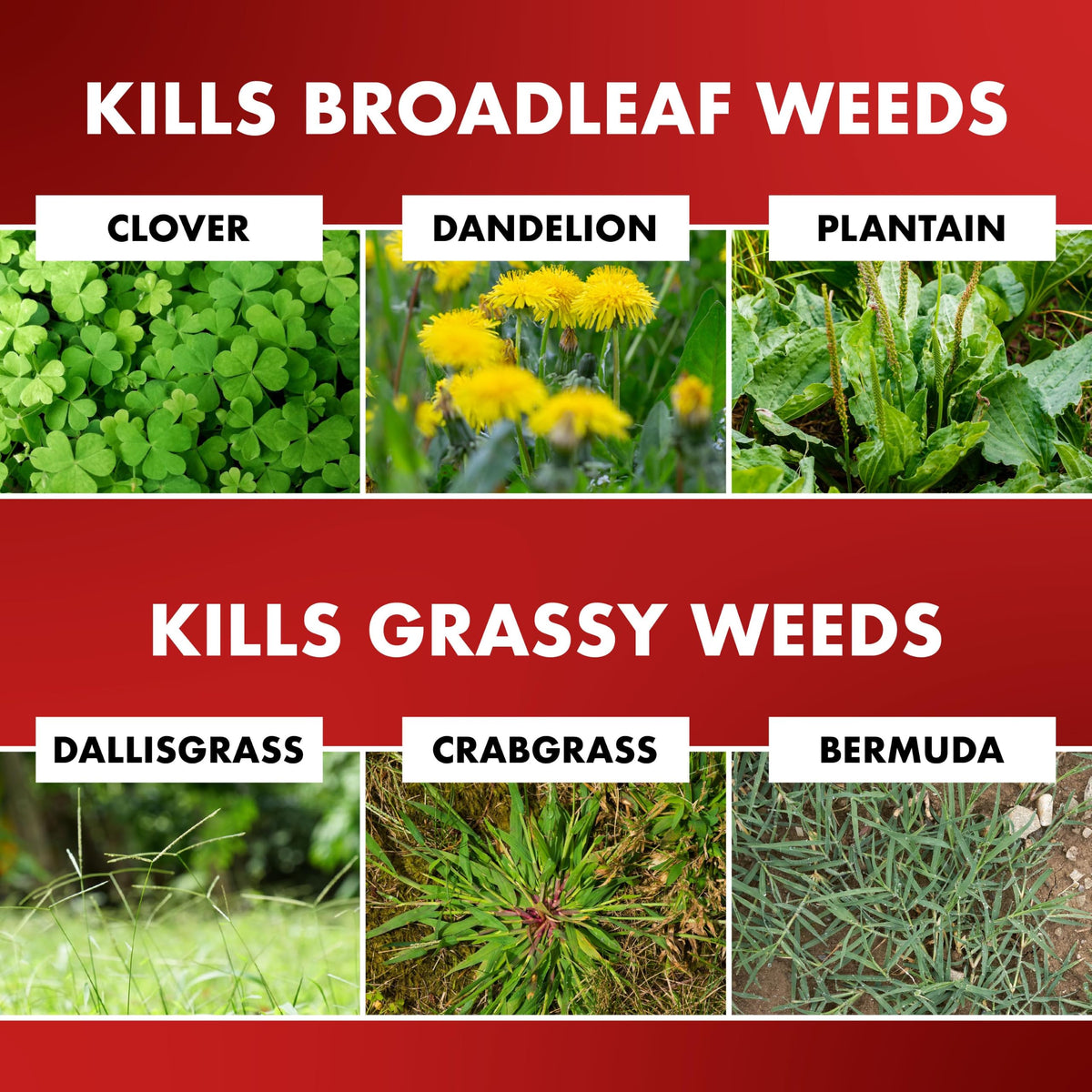 1 Gal Weed & Grass Killer R923312